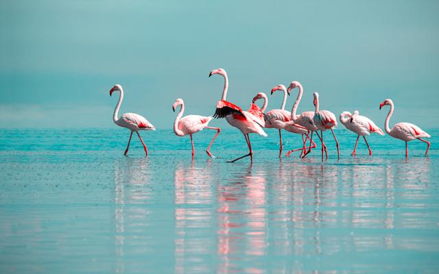 Drets de la natura per salvar el mar Menor