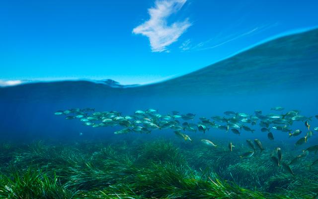 Hacia una verdadera protección marina en el Mediterráneo