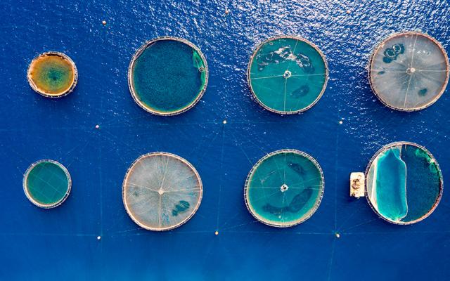 Cómo restaurar el equilibrio ecológico del Mediterráneo