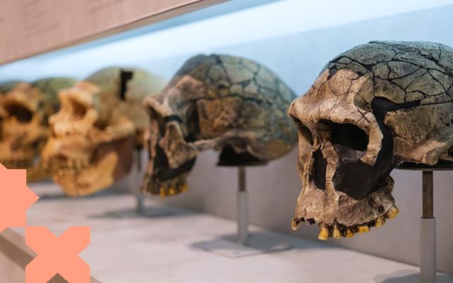 Paleoantropologia de la xenofòbia